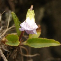 Viola betonicifolia Sm.